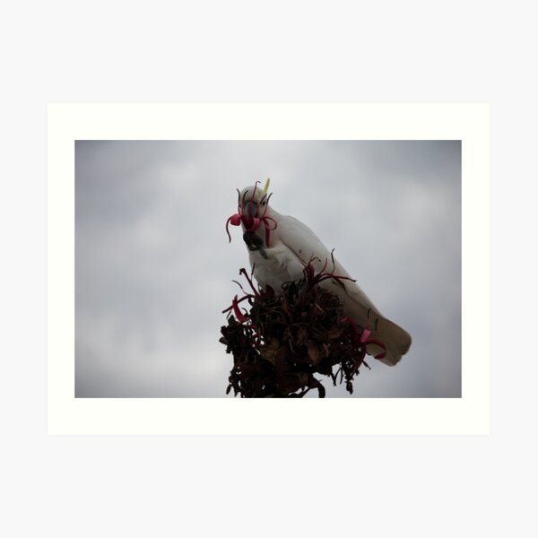 Cockatoo Eats Flower Art Print