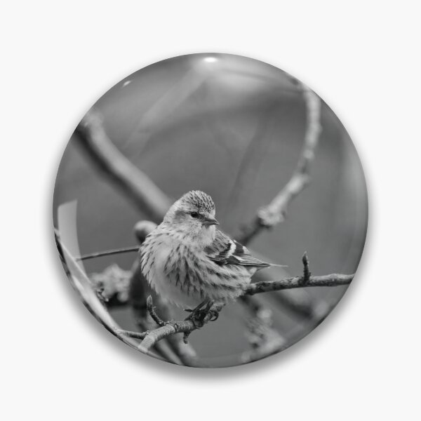 Item preview, The modest one. Eurasian siskin bw designed and sold by Jouko Lehto Photography.