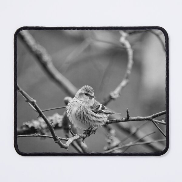 Item preview, The modest one. Eurasian siskin bw designed and sold by Jouko Lehto Photography.