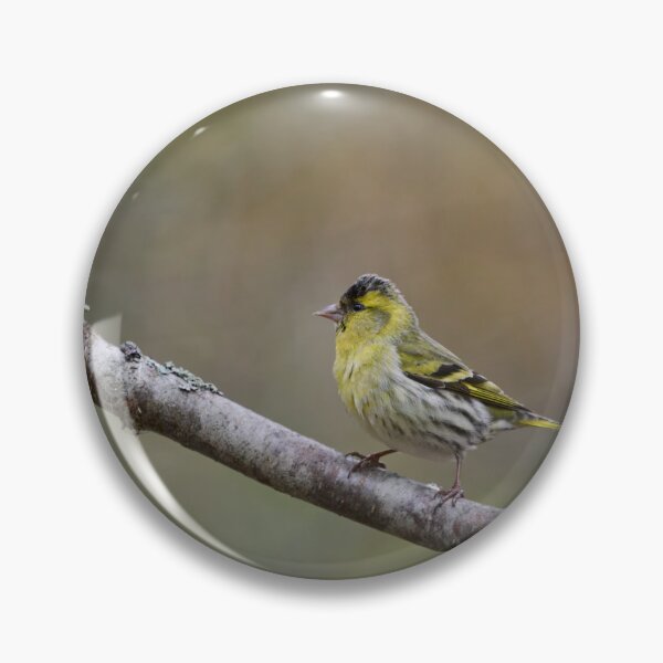 Item preview, Quick pose. Eurasian siskin designed and sold by Jouko Lehto Photography.
