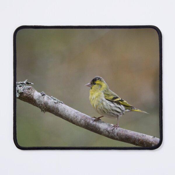 Item preview, Quick pose. Eurasian siskin designed and sold by Jouko Lehto Photography.