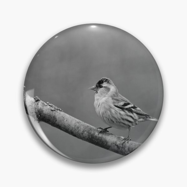 Item preview, Quick pose. Eurasian siskin bw designed and sold by Jouko Lehto Photography.