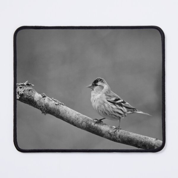 Item preview, Quick pose. Eurasian siskin bw designed and sold by Jouko Lehto Photography.
