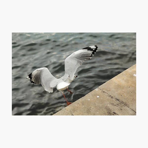 Taking Off Photographic Print