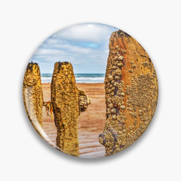 Item preview, Barnacles And Limpets On Sandsend Groynes, Yorkshire, England designed and sold by Paul Thompson Photography.