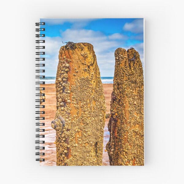 Item preview, Barnacles And Limpets On Sandsend Groynes, Yorkshire, England designed and sold by Paul Thompson Photography.