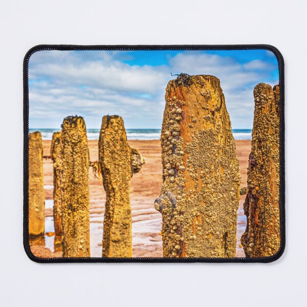 Item preview, Barnacles And Limpets On Sandsend Groynes, Yorkshire, England designed and sold by Paul Thompson Photography.