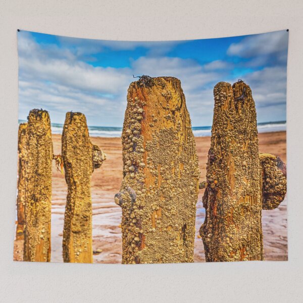 Item preview, Barnacles And Limpets On Sandsend Groynes, Yorkshire, England designed and sold by Paul Thompson Photography.