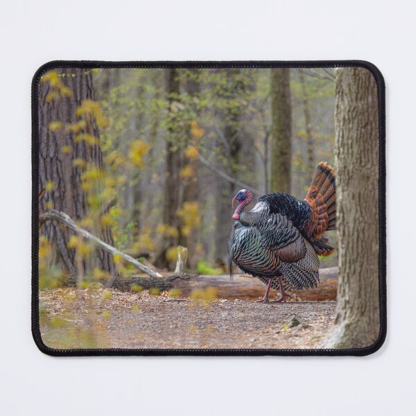 Item preview, Eastern male Wild Turkey tom designed and sold by James Cumming.