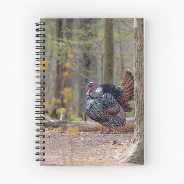 Item preview, Eastern male Wild Turkey tom designed and sold by James Cumming.