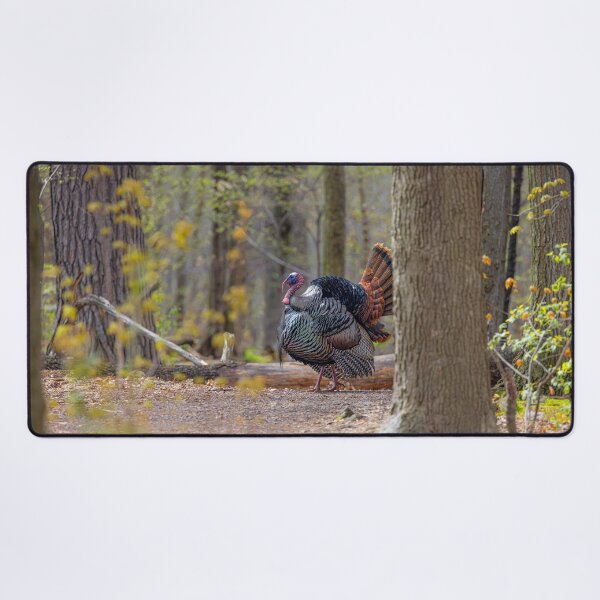 Item preview, Eastern male Wild Turkey tom designed and sold by James Cumming.