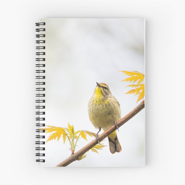 Item preview, Palm Warbler in Spring designed and sold by James Cumming.