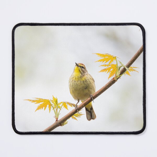 Item preview, Palm Warbler in Spring designed and sold by James Cumming.