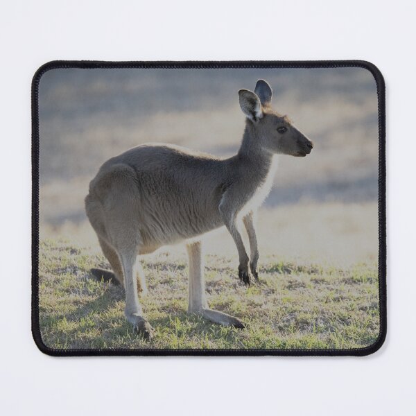 Item preview, Kangaroo grazing at Normanville designed and sold by imaginethis.
