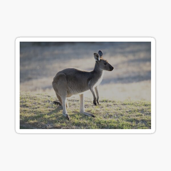 Item preview, Kangaroo grazing at Normanville designed and sold by imaginethis.