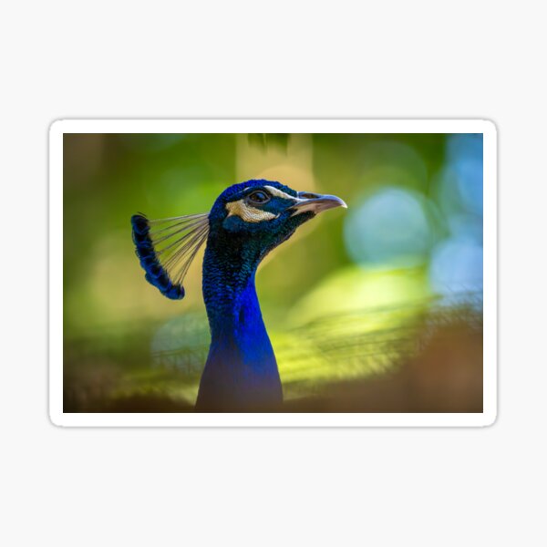 Item preview, Lemme see your Peacock designed and sold by Quainphoto.