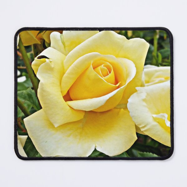 Artikelvorschau, Yellow Roses entworfen und verkauft von Ethna Gillespie.
