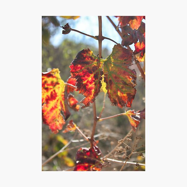 Photographic Print