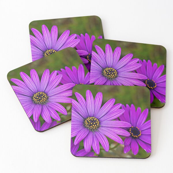 Item preview, Dimorphotheca ecklonis – Colorful elegance of the Cape daisy designed and sold by beatbieri.ch.