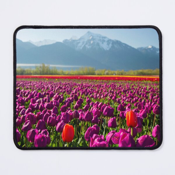 Item preview, Cultivated Tulip Field Fraser Valley Mount Cheam Peak designed and sold by Kevin Miller Photography.