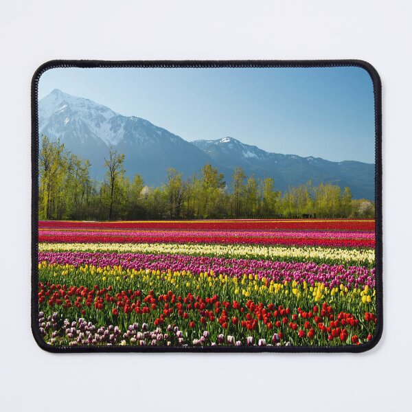 Item preview, Cultivated Tulip Field Fraser Valley Mount Cheam Peak designed and sold by Kevin Miller Photography.