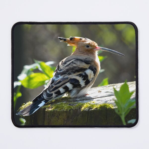 Item preview, Hoopoe – Exotic elegance with a striking crest designed and sold by beatbieri.ch.