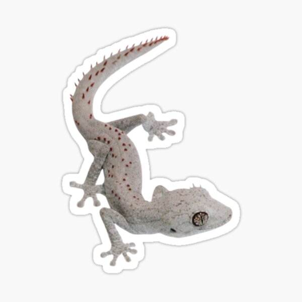 Item preview, Gecko designed and sold by allthestickerzz.