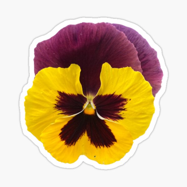 Item preview, Pansy designed and sold by allthestickerzz.