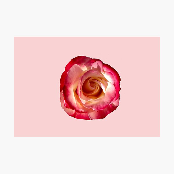 Item preview, Rose in bloom designed and sold by Build Your Motivation .