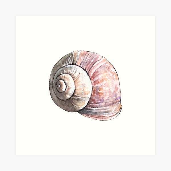 Aperçu de l'œuvre Coquille d'escargot terrestre - Illustration à l'aquarelle créée et vendue par AquarellChill.
