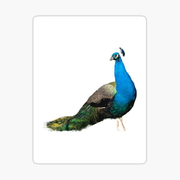 Item preview, Peacock designed and sold by gibbystickers.