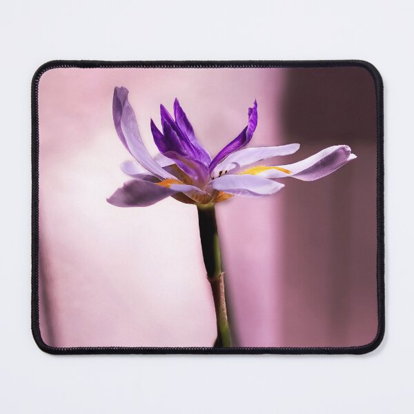 Item preview, African Iris In Mauve designed and sold by Kay Brewer.