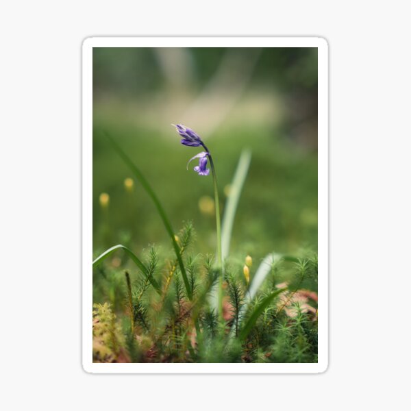 Bluebell (1) Sticker