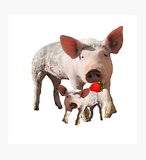 Pig Eating Berry Off of... Another Pig? Photographic Print