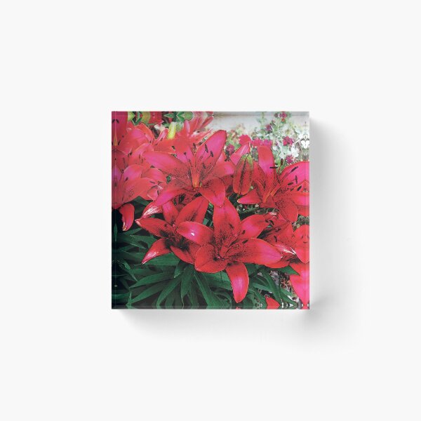 Aperçu de l'œuvre Lovely Red Lilies Full Bloom Water Color V2 créée et vendue par Here's To Endless Possibilities.