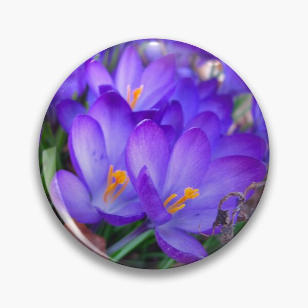 Item preview, Purple Crocus burst designed and sold by MarianBendeth.
