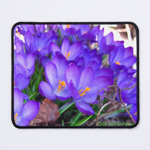 Item preview, Purple Crocus burst designed and sold by MarianBendeth.