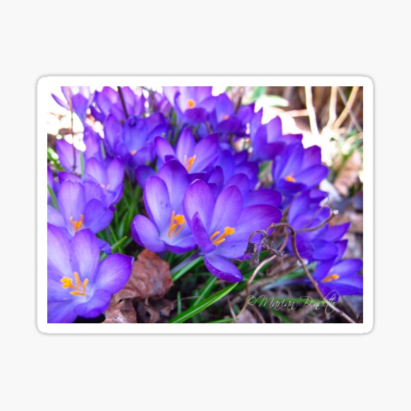 Item preview, Purple Crocus burst designed and sold by MarianBendeth.