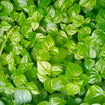 Artwork thumbnail, Greenery  by Ranikhan