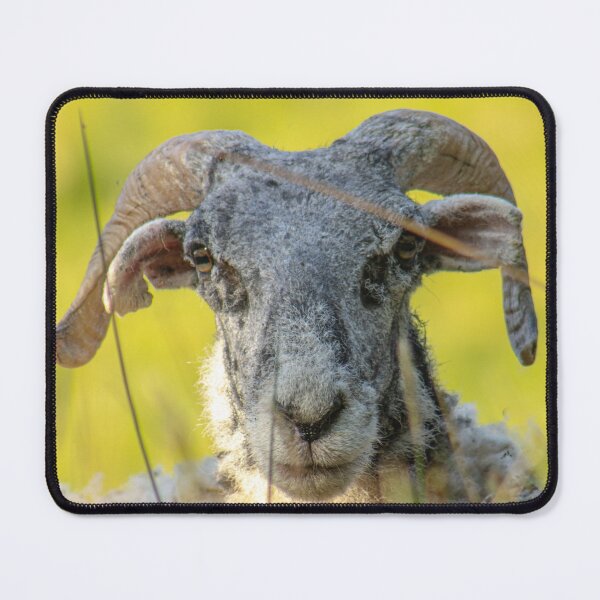 Item preview, Sheep designed and sold by ZakYates.
