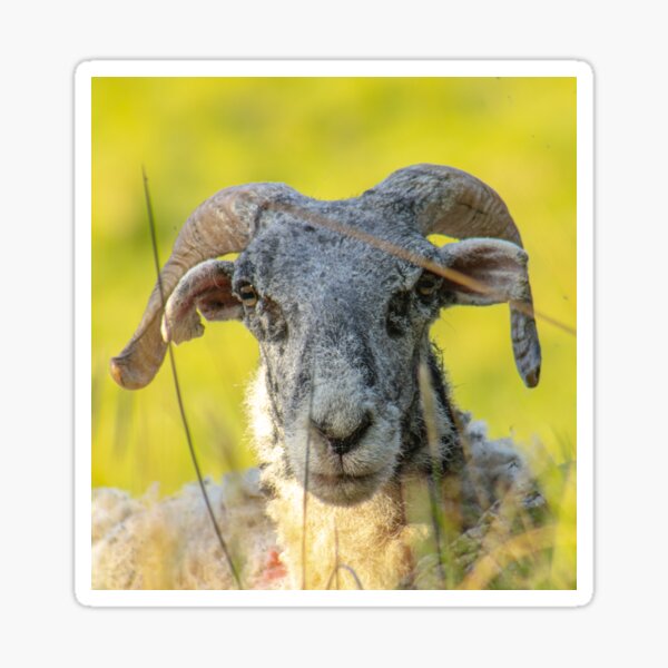 Item preview, Sheep designed and sold by ZakYates.