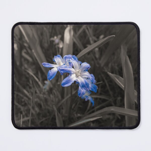Item preview, blue spring bloomer star hyacinth in monochrome designed and sold by TW-Fotos.