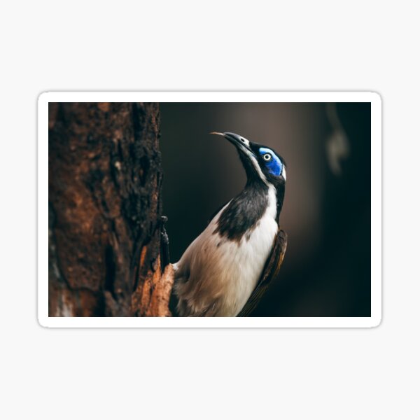 Item preview,  Blue-faced honeyeater designed and sold by robdwildlife.