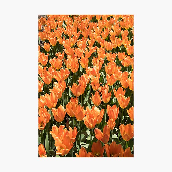 Item preview, Sunshiny Tangerine Colored Tulips Abloom designed and sold by Georgia Mizuleva.
