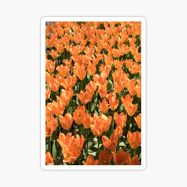 Item preview, Sunshiny Tangerine Colored Tulips Abloom designed and sold by Georgia Mizuleva.