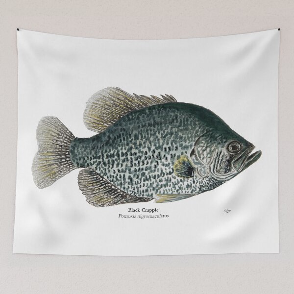 Item preview,  Lake Black Crappie Painting designed and sold by Stephen Emms.