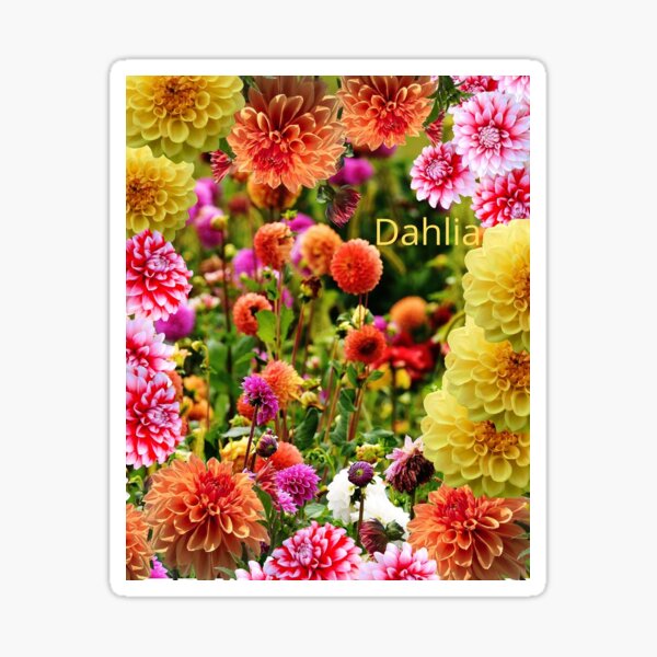 Item preview, Dahlia designed and sold by Hellokittyblueflower.