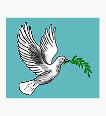 Dove Holding an Olive Branch Photographic Print