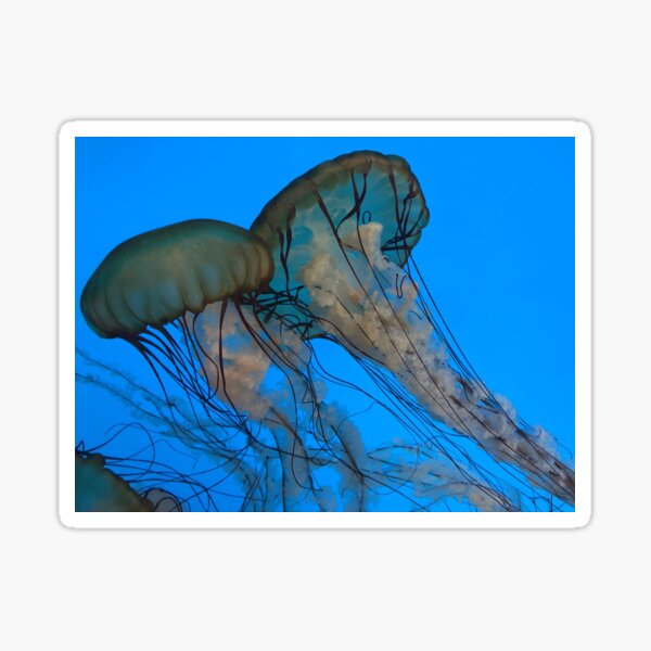 Item preview, Jellyfish Jig designed and sold by GRL Photography.