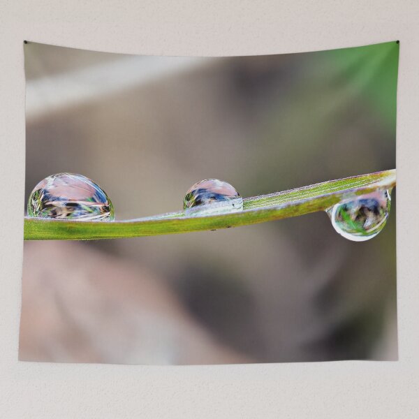 Item preview, Water drops on a blade of grass – delicate balance in nature designed and sold by beatbieri.ch.